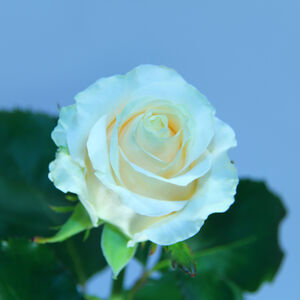 Роза Арарат 60 см одног