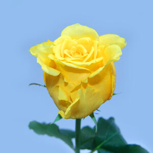 Роза Армения 50см