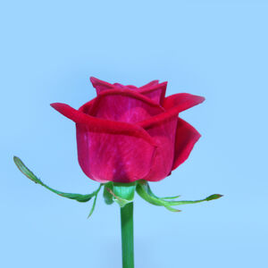 Роза Шангри-ла 80см