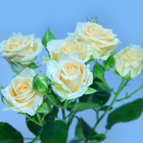 Роза Лимон-Лайм спрей